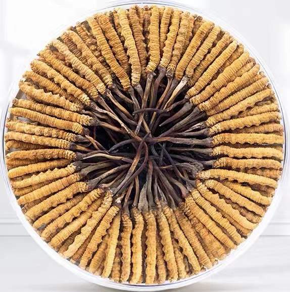 温泉冬虫夏草回收